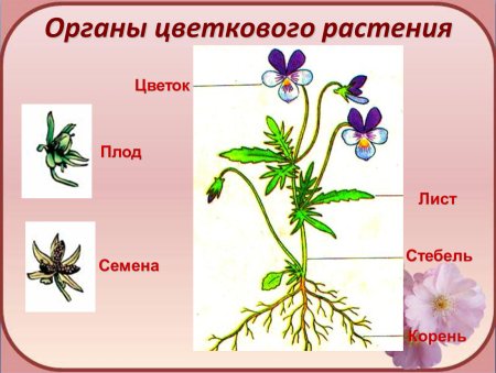 Органы цветкового растения строение цветка
