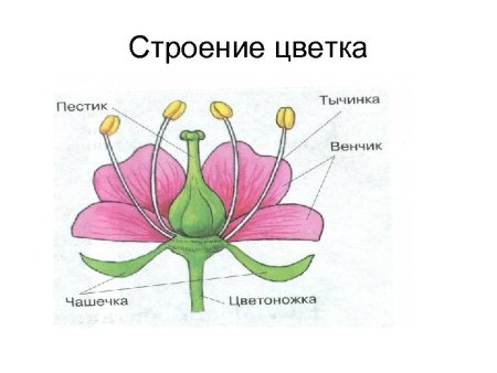 Внешнее строение цветкового растения схема