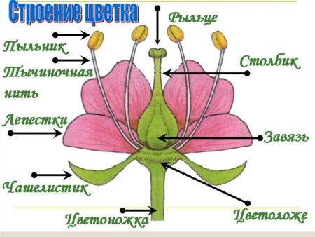 Строение цветковых покрытосеменных растений