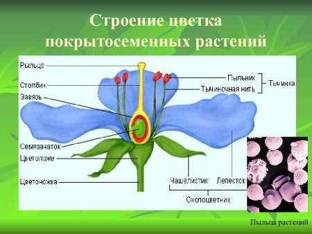 Внешнее строение цветкового растения