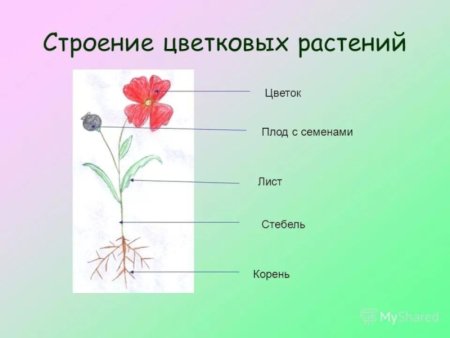 Схема строения цветка покрытосеменных