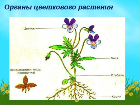 Строение растения схема