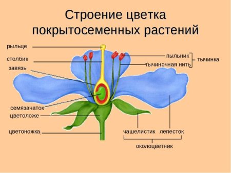 Рисунки цветов для детей