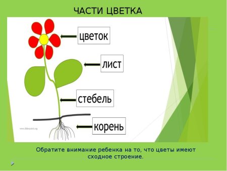 Строение цветкового растения его органы