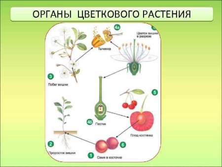 Строение побега фиалки