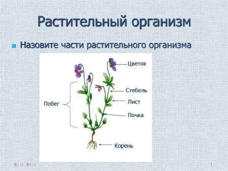 Органы размножения покрытосеменных