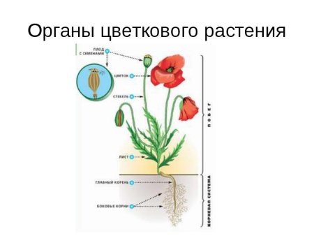 Строение цветковых растений схема