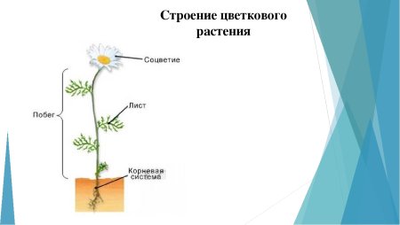 Строение органов покрытосеменных