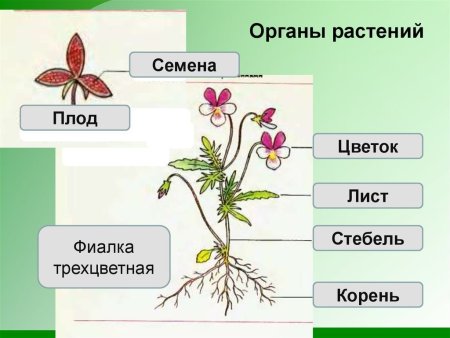 Мак строение покрытосеменных растений