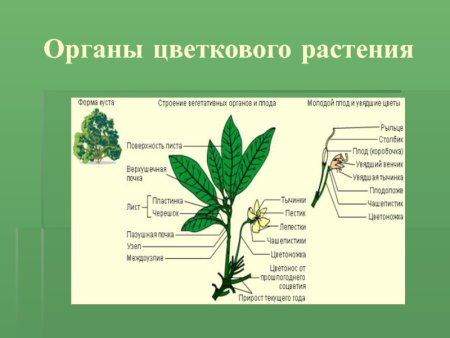 Строение цветка цветоложе