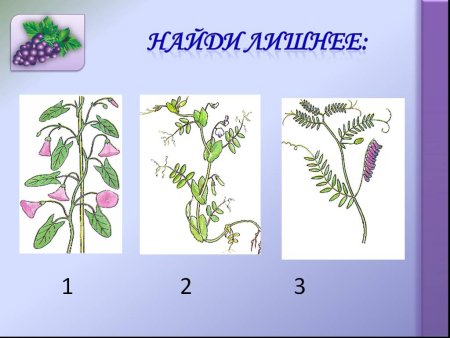 Биология 6 класс вегетативный орган и генеративный орган