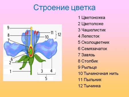 Вегетативные органы цветкового растения схема
