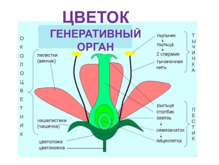 Строение растения цветок, стебель, корень