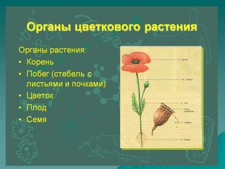 Фиалка трехцветная строение