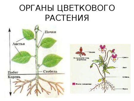 Строение цветкового растения 6 класс биология