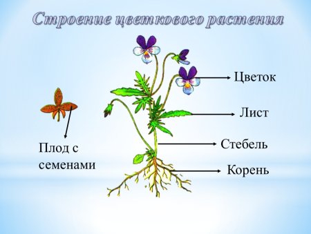 Схема строения органов цветкового растения