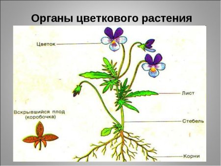 Вегетативныерганыцветкогого растения