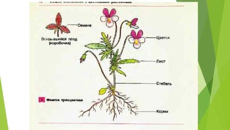Генеративные части цветка