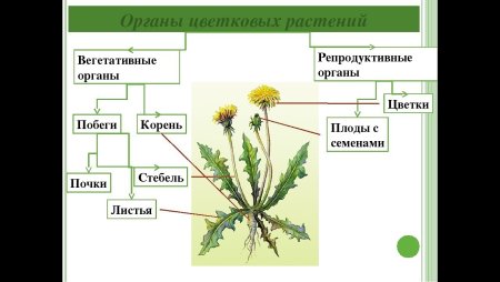 Органы покрытосеменных цветковых растений