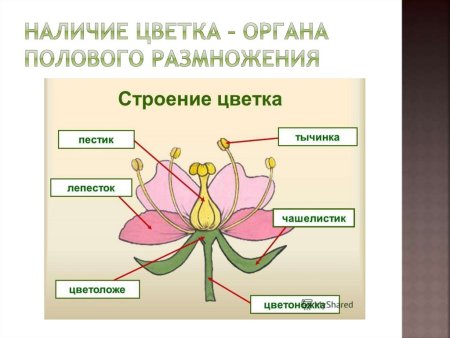 Вегетативные органы цветкового растения схема