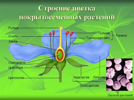 Название органов растений