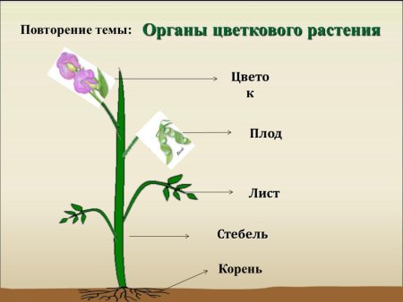 Органы растения вегетативные и генеративные схема