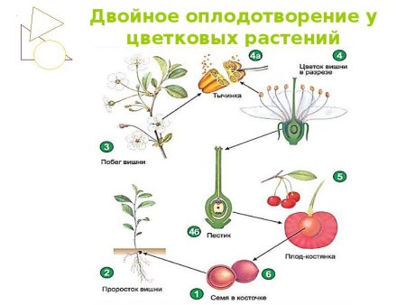 Строение цветка схема 6 класс биология
