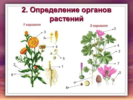 Органы цветкового растения 6 класс биология схема