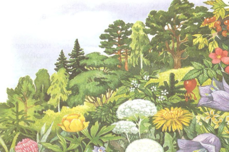 Многообразие растений