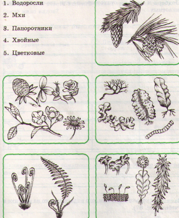 Разнообразие растений схема
