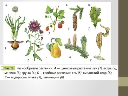 Разнообразие растений схема