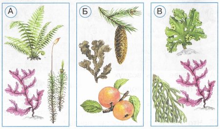 Разнообразие растений рисунок