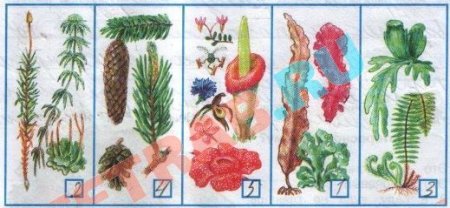 Рисунок разнообразие растений 3 класс