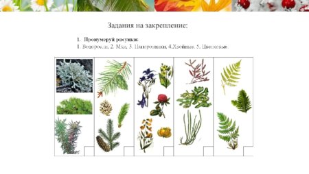Разнообразие растений задания