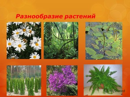 Разнообразие цветов растений