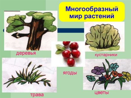 Растения окружающий мир