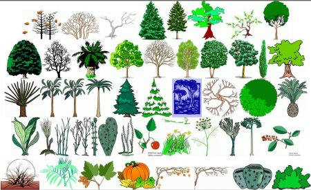 Деревья и растения для детей