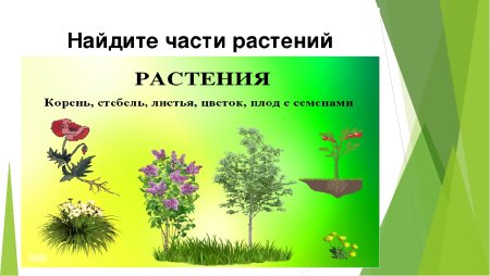 Растения окружающий мир