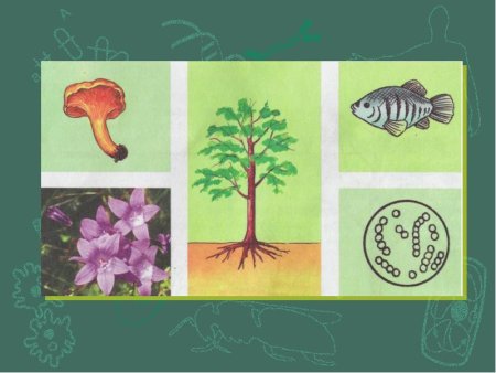 Биология разнообразие живой природы