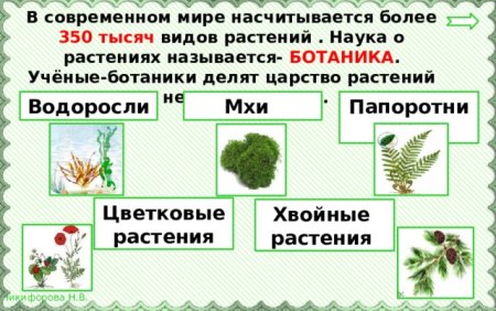 Разнообразие растений 3 класс окружающий мир группы растений таблица
