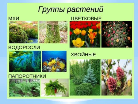 Группы растений