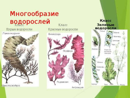 Разнообразие красных водорослей