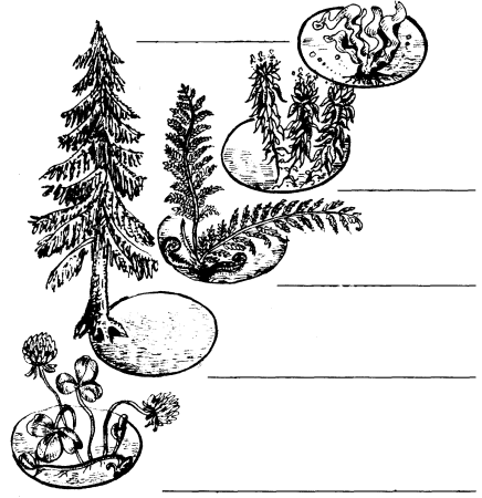 Разнообразие растений раскраска