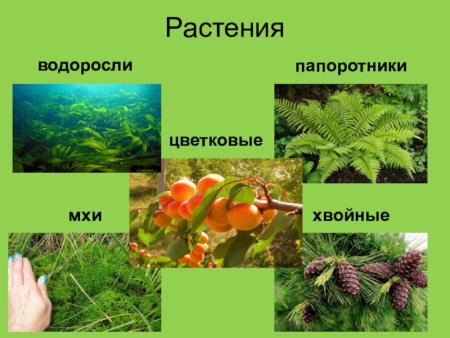 Водоросли мхи папоротники хвойные цветковые