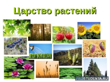 Царство растений