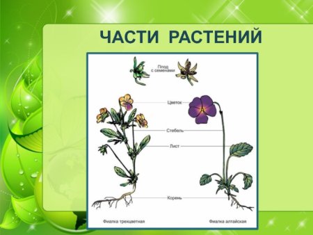 Части растения