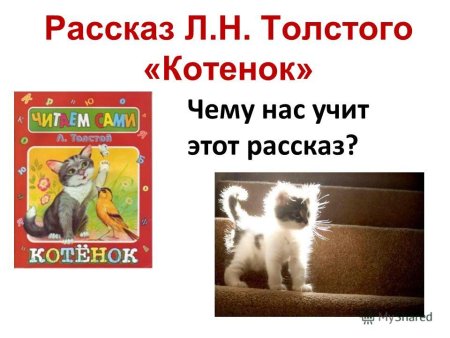 Лев Николаевич толстой котенок