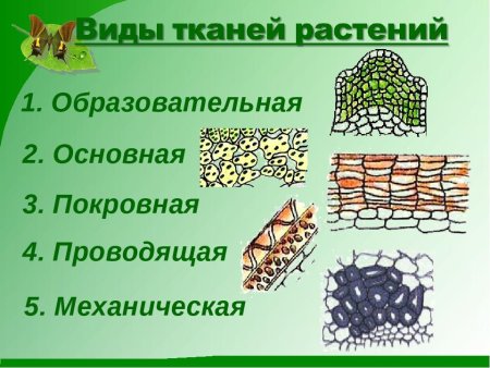 Выглядит основная ткань растений