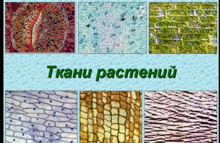 Клеточное строение основной ткани растений