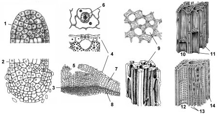 Образовательная основная покровная Проводящая механическая ткань